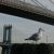 3. Il ponte di Brooklyn