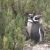 Cabo Virgines: la pinguinera