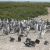 Cabo Virgines: la pinguinera