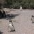 Pinguinera di Punta Tombo