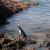 Pinguinera di Punta Tombo
