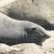Peninsula Valdes: Punta Delgada: elefanti marini