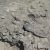 Peninsula Valdes: Punta Delgada: fossili
