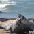 Peninsula Valdes: Punta Delgada: elefanti marini