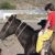 Peninsula Valdes: Punta Delgada: gita a cavallo