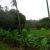 Rarotonga_vegetazione